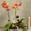 Welcome the fall season with this mini peach orchids nested in the