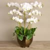 White gentle Orchids: A Gift of Elegance

The Orchids Arrangement transcends being a