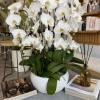 Having white orchids in your office or home in a large pot
