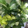 Bring a breath of fresh air into your space with our lush
