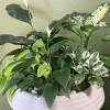 Bring a breath of fresh air into your space with our lush