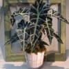 6&quot; Alocasia Plant (Elephant Ear) dressed with branches, moss and ribbon delivered
