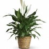 Known for its indoor beauty and ability to clear the air of