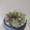 Modern Succulent Planter