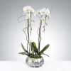 Two stems of phalaenopsis orchids in a silver pot. A gift that