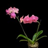 This spring-blooming species is Florida grown. Orchids grown as houseplants typically need