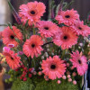 Introducing our latest design featuring large gerbera daisies! These vibrant blooms are