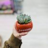 Random succulent will be selected in nice different ball planter