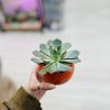 Random succulent will be selected in nice different ball planter