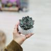 Random succulent will be selected in nice different ball planter