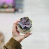 Random succulent will be selected in nice different ball planter