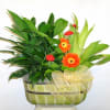 A medium basket with 2 6&quot; green plants, gerbera daisies &amp; carnations.