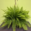 These large Boston Fern Plants make a great gift. They are in