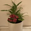 Blooming plant in decorative ceramic pot
