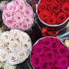 Experience the magic of Enchanted Everlasting Roses, where nature&#039;s beauty meets lasting