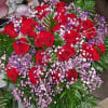 two dozen premium roses ( These are not as long as our