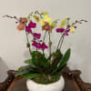 a perfect addition to any room, 6 stems of colored phalaenopsis orchids
