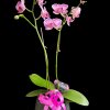 This species is Florida grown. Orchids grown as houseplants typically need quite