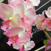 A beautiful real touch artificial orchid hand arranged in a ceramic pot.