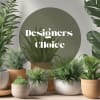 Our designers choose a plant that would best suit your occasion. We