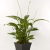 Substitutions may be necessary to ensure your arrangement or specialty gift is