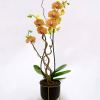 The vibrant orange orchids blooms contrast beautifully with the sleek, earthy ceramic