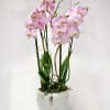 The pink orchids in a ceramic pot enhances their beauty, making them