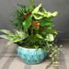 Ceramic Dish Garden
(types of plants and pot may vary)