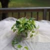 One of favorites!  This 8&quot; - inch White Pohtos is a