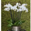 Beautiful Phalaenopsis orchids 
