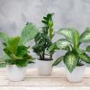 Brighten up any corner or tabletop in your home or office with