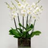 This beautiful arrangement is made up of a couple of pure white