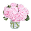 An amazing Light Pink  Hydrangeas are a wonderful way to celebrate