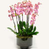  Luxury Orchid plants are elegant, but not quite as simple as