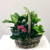 A full arrangement of 4 - 5 plants with a flowering plant.
**