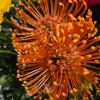 A striking blend of vibrant floral and lush greenery.