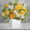 Everyone adores this stunning springtime surprise, with its fresh white and yellow