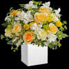 Everyone adores this stunning springtime surprise, with its fresh white and yellow