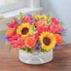 Celebrate any occasion with stunning floral colors! Our vibrant gathering of blooms