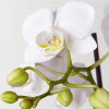 The most popular variety of this plant, the Phalaenopsis orchid makes a