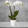 The most popular variety of this plant, the Phalaenopsis orchid makes a