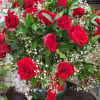 Indulge in the epitome of romance with our Red Passion bouquet&mdash;three dozen