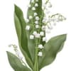 It is sometimes called &lsquo;May bells&rsquo; because of the shape of its