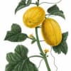 Melons have been used to quench our thirst since the beginning of