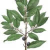 Indulge in the rich and aromatic fragrance of Bay Laurel with the