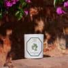 Indulge in the rich and aromatic fragrance of Bay Laurel with the