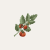 The tomato, a berry of the Solanaceae family, is one of the