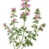 Carriere Freres Thyme (Thymus) Candle: Thyme is a delicate looking herb with