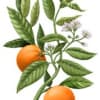 A white flower that heralds warm days, orange blossom grows on the