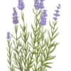 Lavender grows wild in the south of France: highly fragrant, its flowers